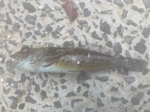 アナハゼの釣果