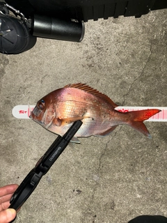 タイの釣果