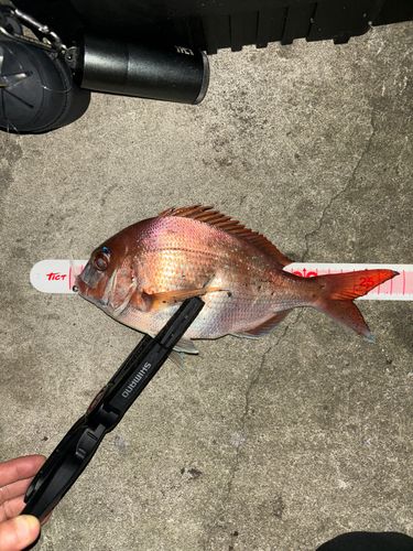 タイの釣果