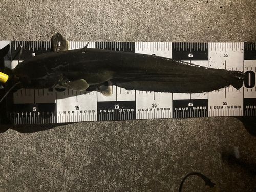 ナマズの釣果