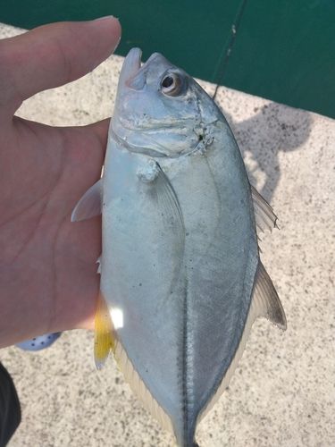 オニヒラアジの釣果