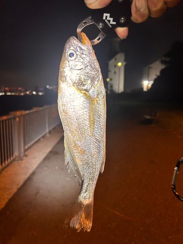 イシモチの釣果