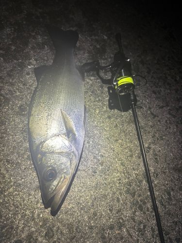 セイゴ（ヒラスズキ）の釣果