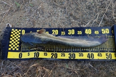 ナマズの釣果