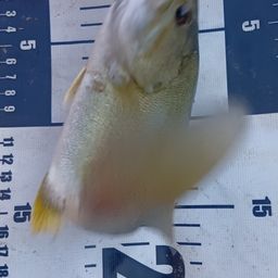 スモールマウスバス