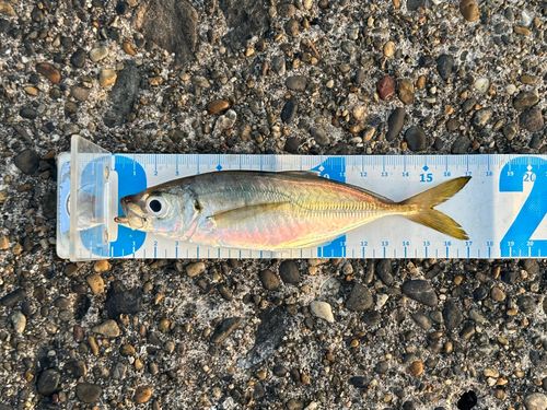 マアジの釣果