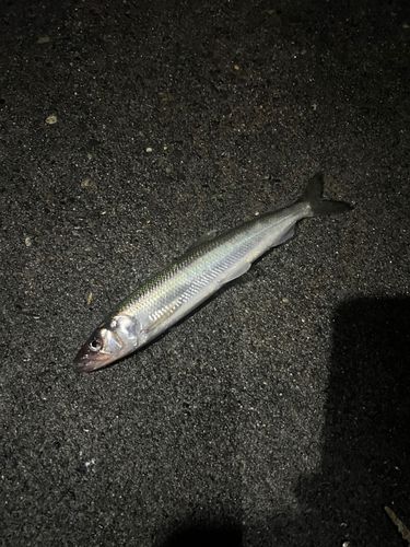 キュウリウオの釣果