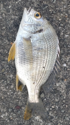 キチヌの釣果