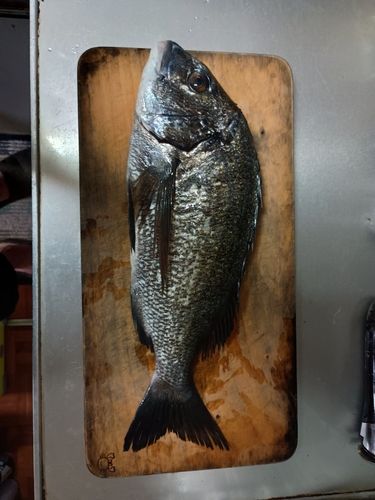 チヌの釣果