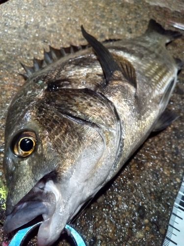 チヌの釣果