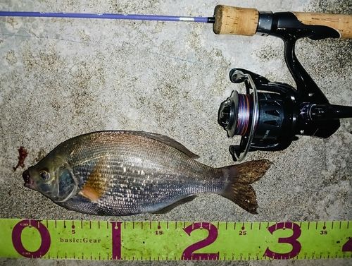 ウミタナゴの釣果