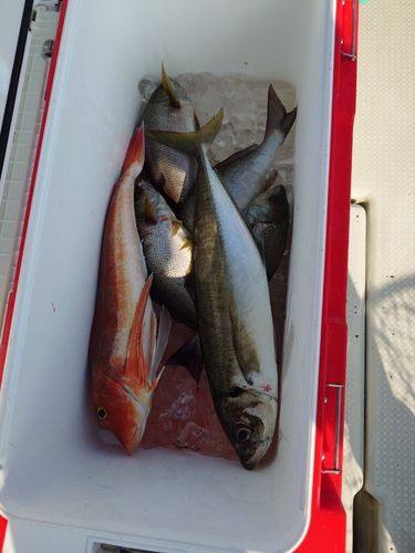 イサキの釣果