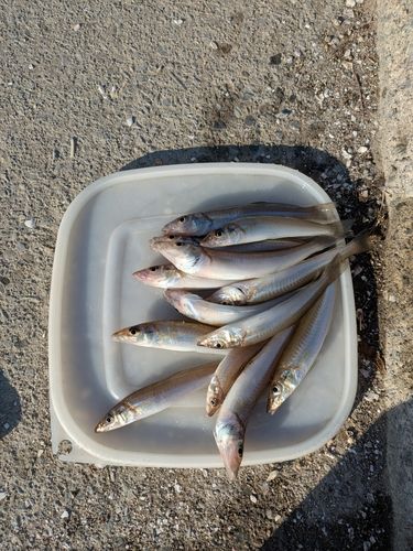 キスの釣果