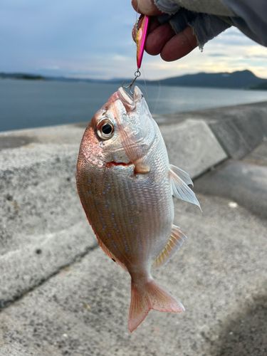 チャリコの釣果