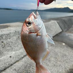 チャリコ