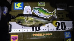 シロサバフグの釣果