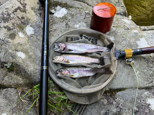 ニジマスの釣果
