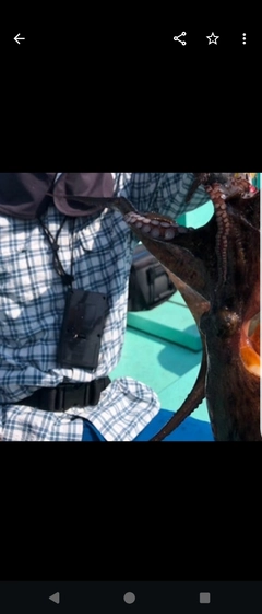 マダコの釣果