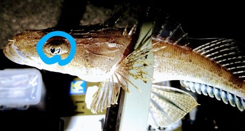トカゲゴチの釣果