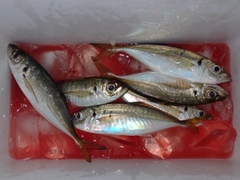 アジの釣果