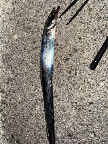 タチウオの釣果