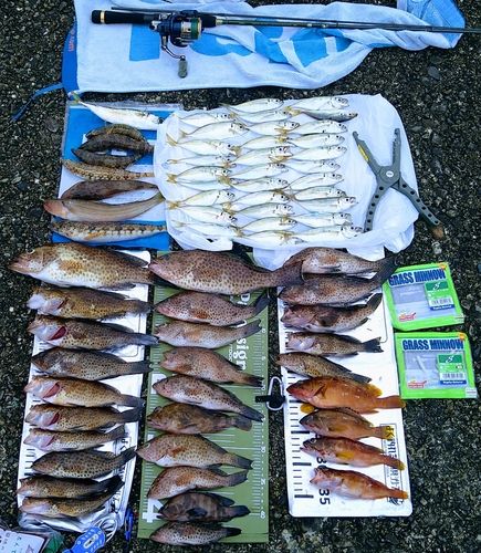 マアジの釣果
