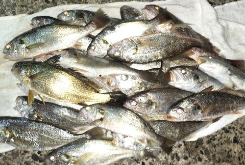 シログチの釣果