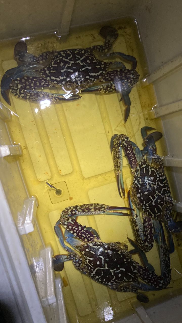 タイワンガザミ