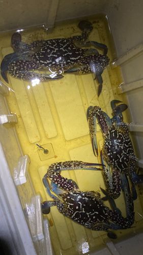 タイワンガザミの釣果