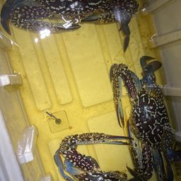 タイワンガザミ