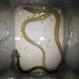 ウナギ