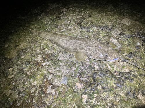 コチの釣果