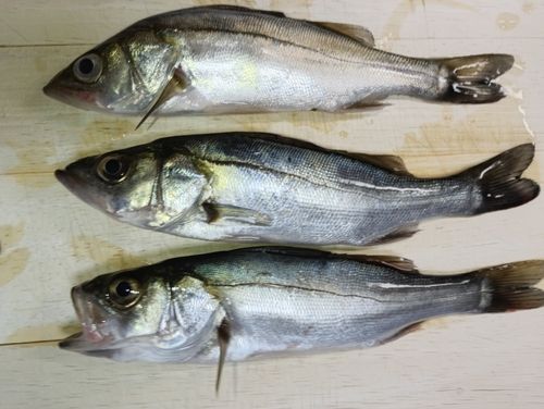セイゴ（タイリクスズキ）の釣果