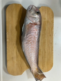 シロアマダイの釣果