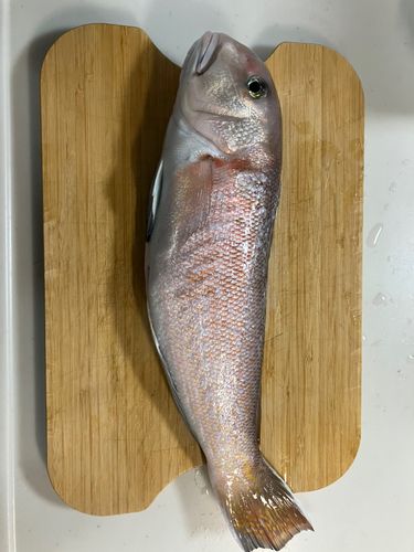 シロアマダイの釣果