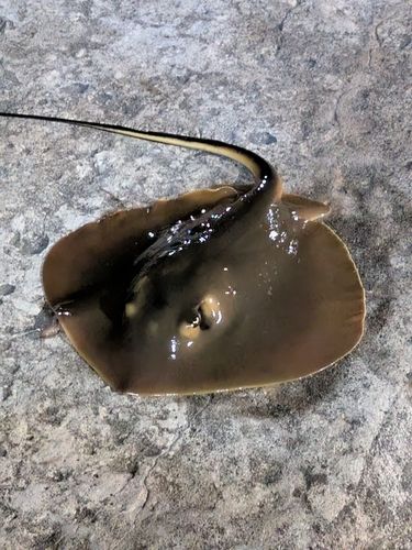 エイの釣果
