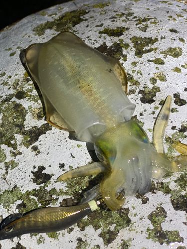 アオリイカの釣果