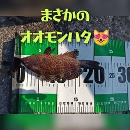 オオモンハタ