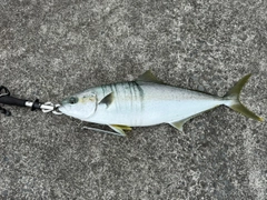 ヒラマサの釣果