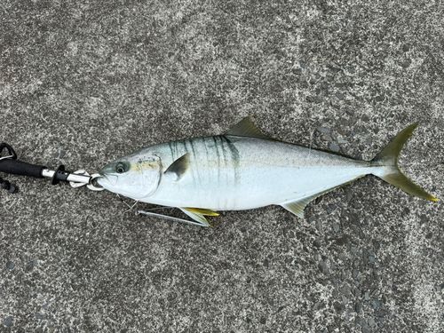 ヒラマサの釣果