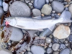 アキアジの釣果