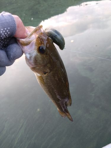 ラージマウスバスの釣果