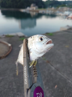 メッキの釣果