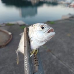 メッキ