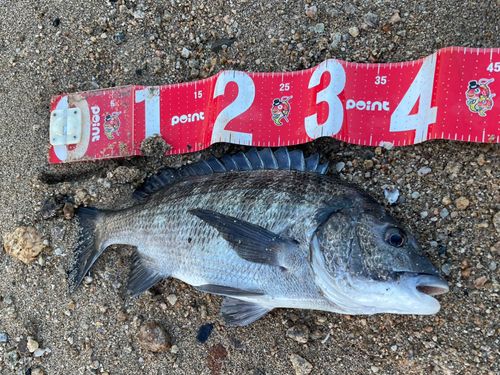 チヌの釣果