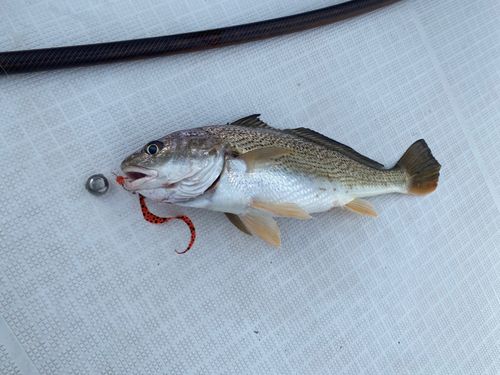 シログチの釣果