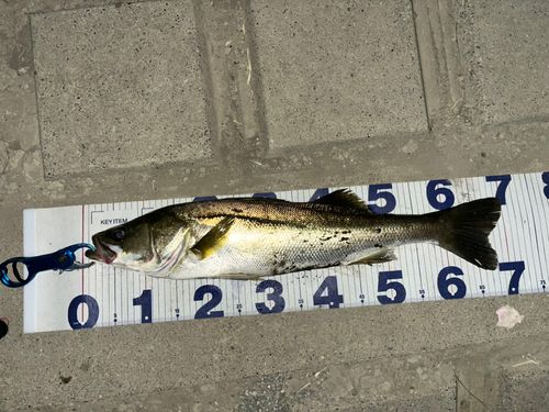 シーバスの釣果