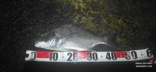 クロダイの釣果