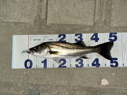 シーバスの釣果