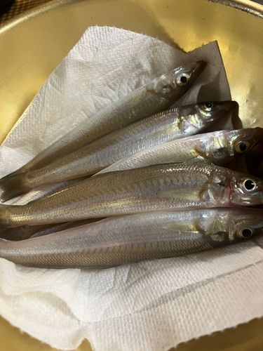 キスの釣果